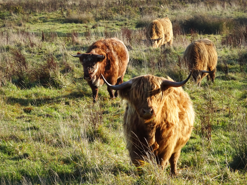 Highland Rinder auf einer Wiese