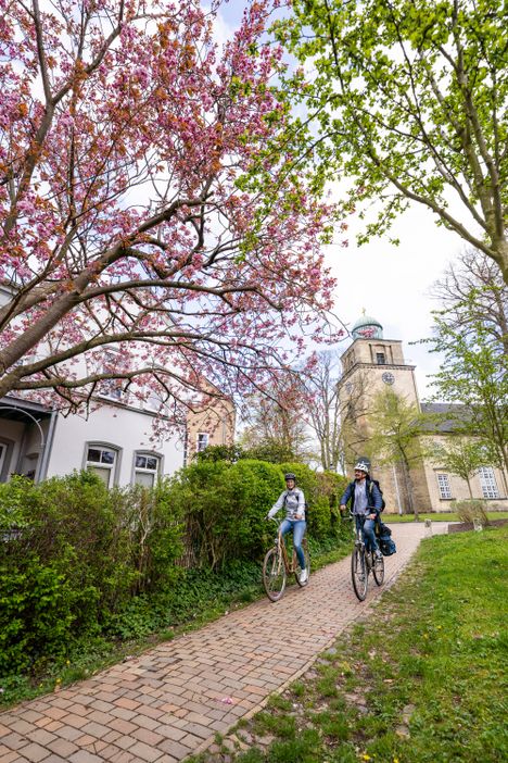 Radfahrer fahren auf einem Radweg unter einer malerischen Kirschblüte durch Neumünster