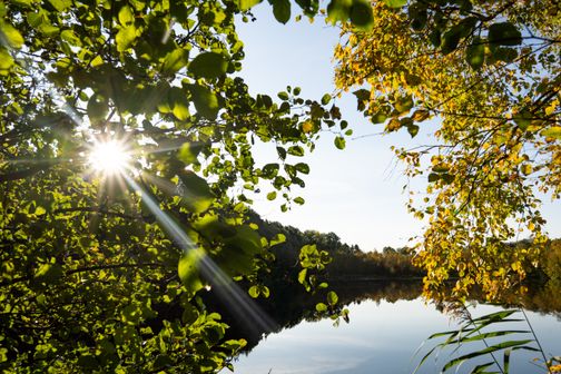 Natur und Wald am schönen See.